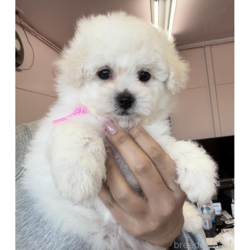 商談中の滋賀県のビションフリーゼ-446859の2枚目