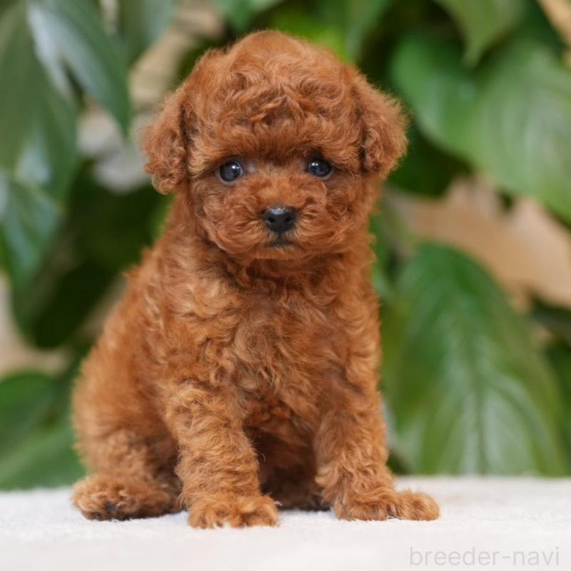 販売中の群馬県のティーカッププードル-446858の1枚目