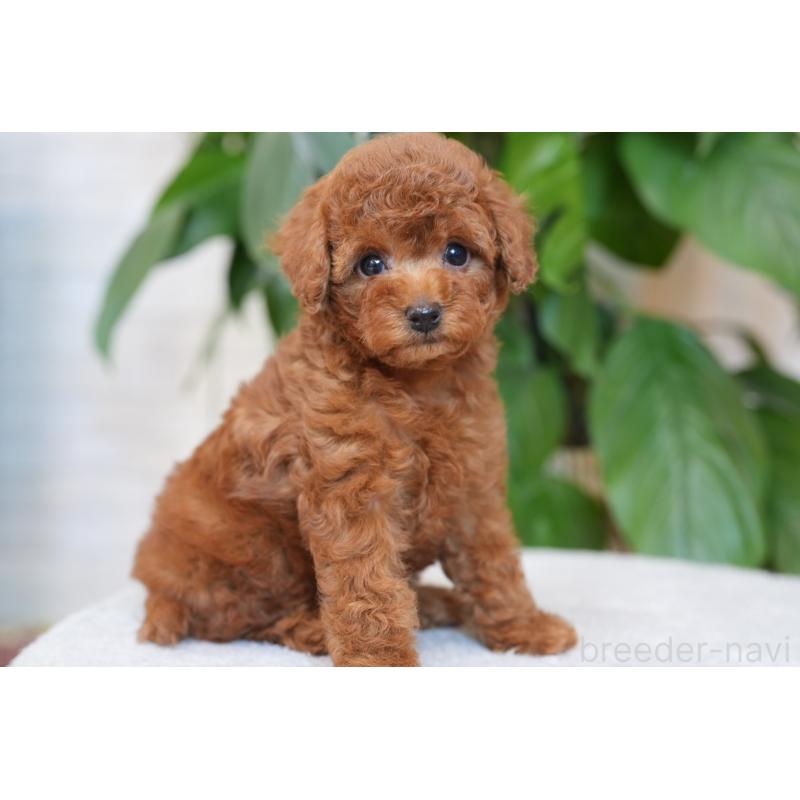 販売中の群馬県のタイニープードル-446860の4枚目