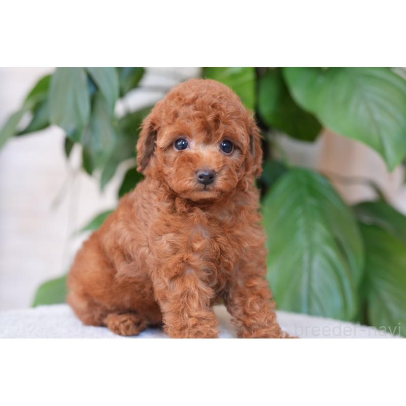 販売中の群馬県のタイニープードル-446860の2枚目