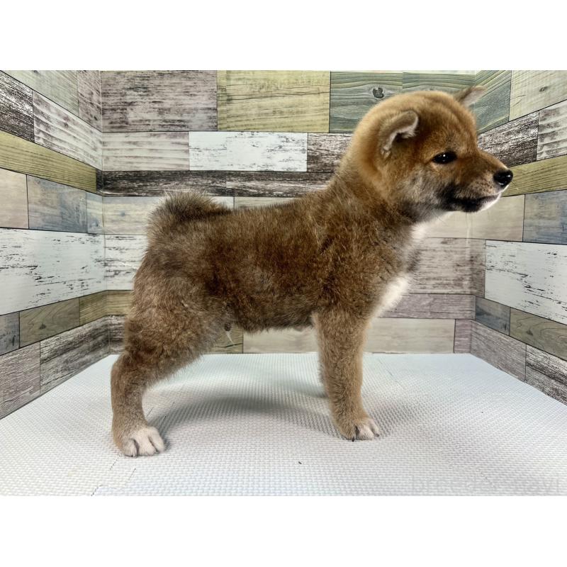 販売中の愛知県の柴犬-446861の5枚目