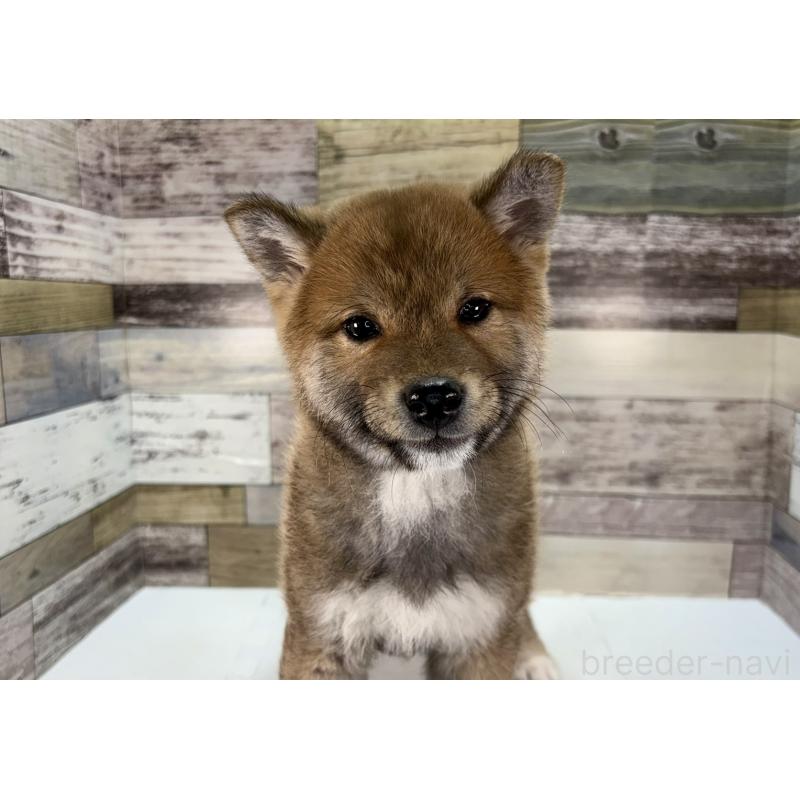 販売中の愛知県の柴犬-446861の4枚目