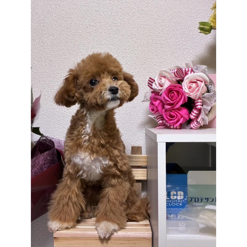 販売中の福岡県のマルプー:マルチーズ×トイプードル-415906の4枚目