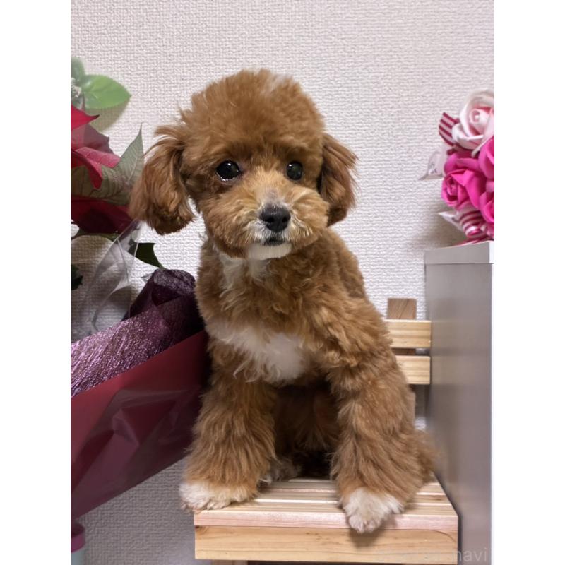 販売中の福岡県のマルプー:マルチーズ×トイプードル-415906の3枚目