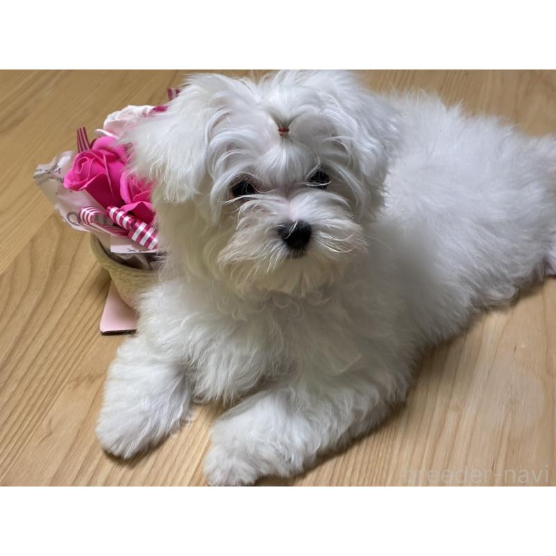 販売中の福岡県のマルチーズ-446865の5枚目