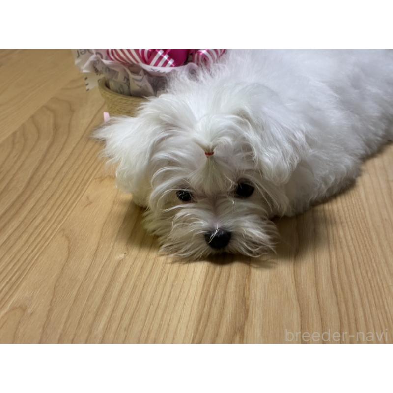 販売中の福岡県のマルチーズ-446865の4枚目
