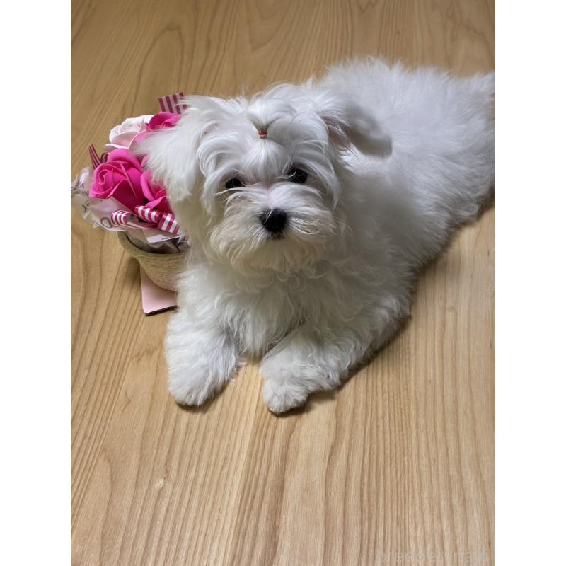 販売中の福岡県のマルチーズ-446865の3枚目