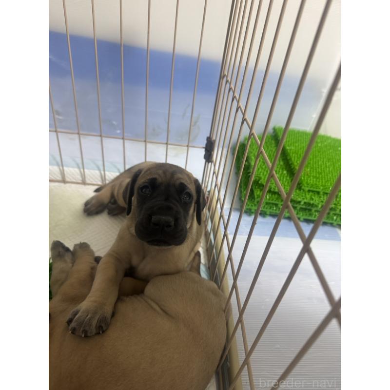 販売中の大阪府のグレートデン-446710の2枚目