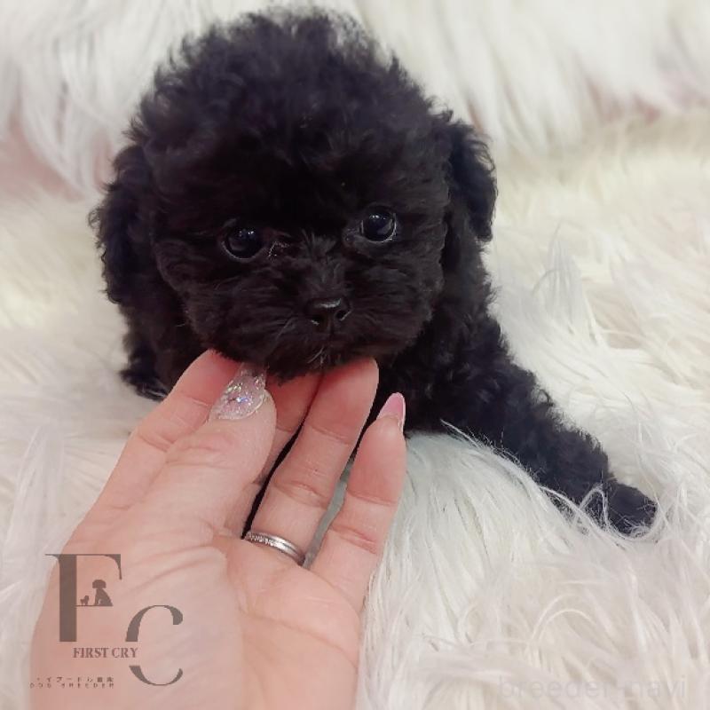 販売中の栃木県のティーカッププードル-437784の2枚目