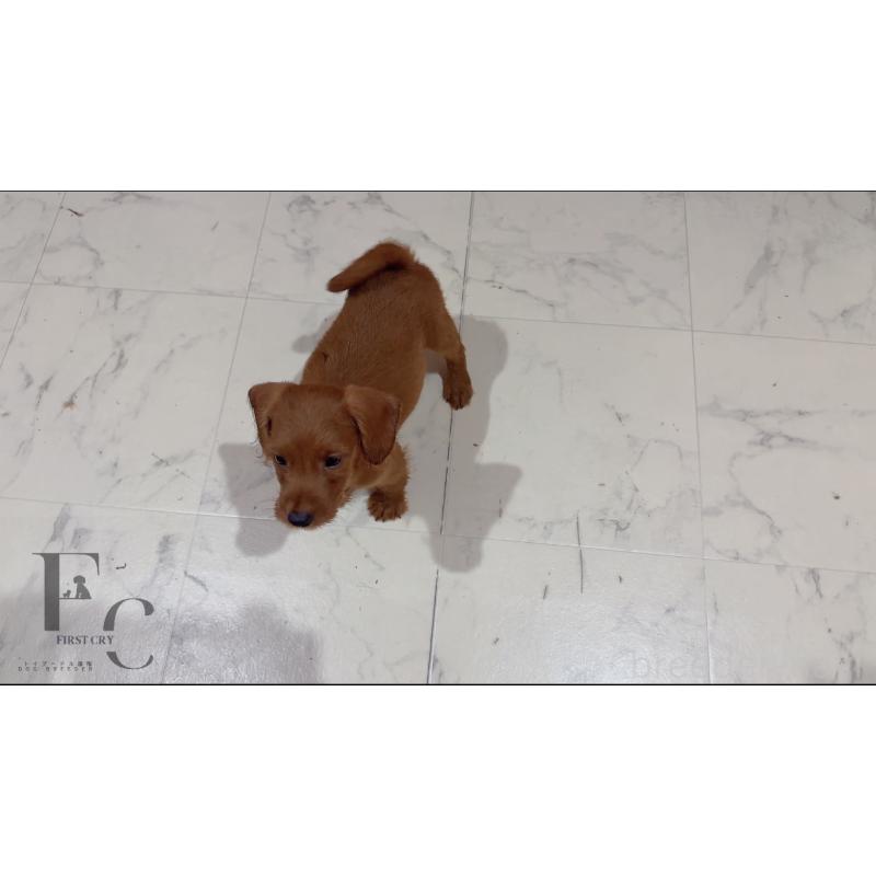 販売中の栃木県のミックス犬-417680の2枚目