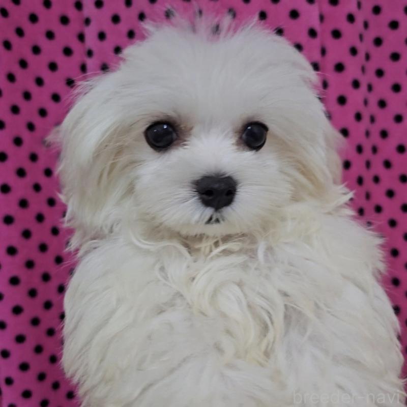 販売中の京都府のマルチーズ-447127