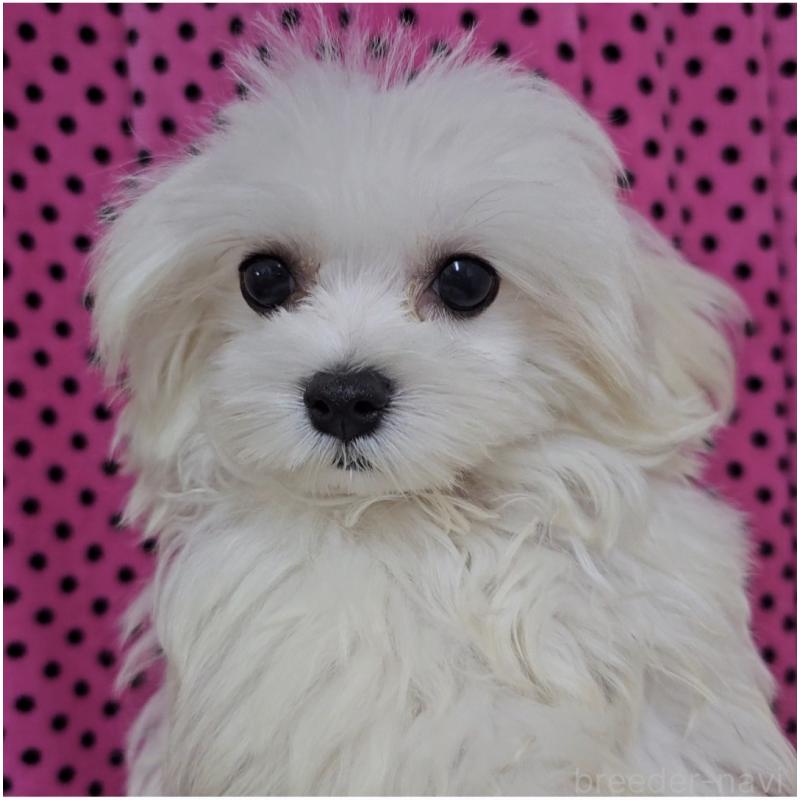 販売中の京都府のマルチーズ-447127の4枚目