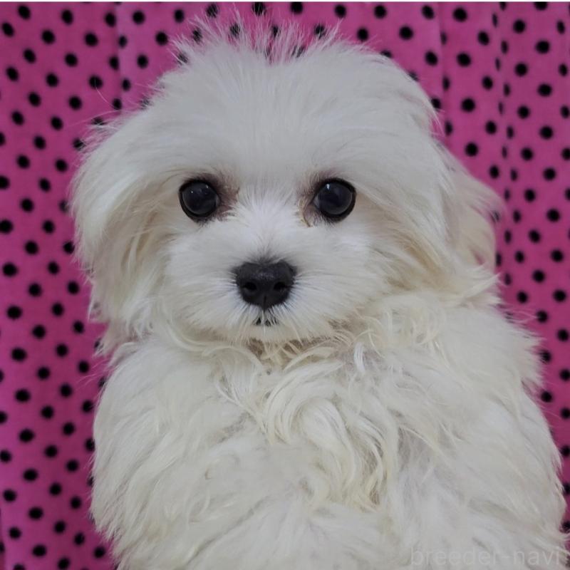 販売中の京都府のマルチーズ-447127の3枚目