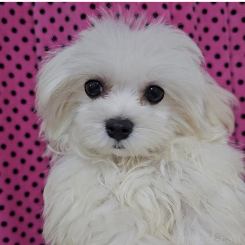 販売中の京都府のマルチーズ-447127の2枚目