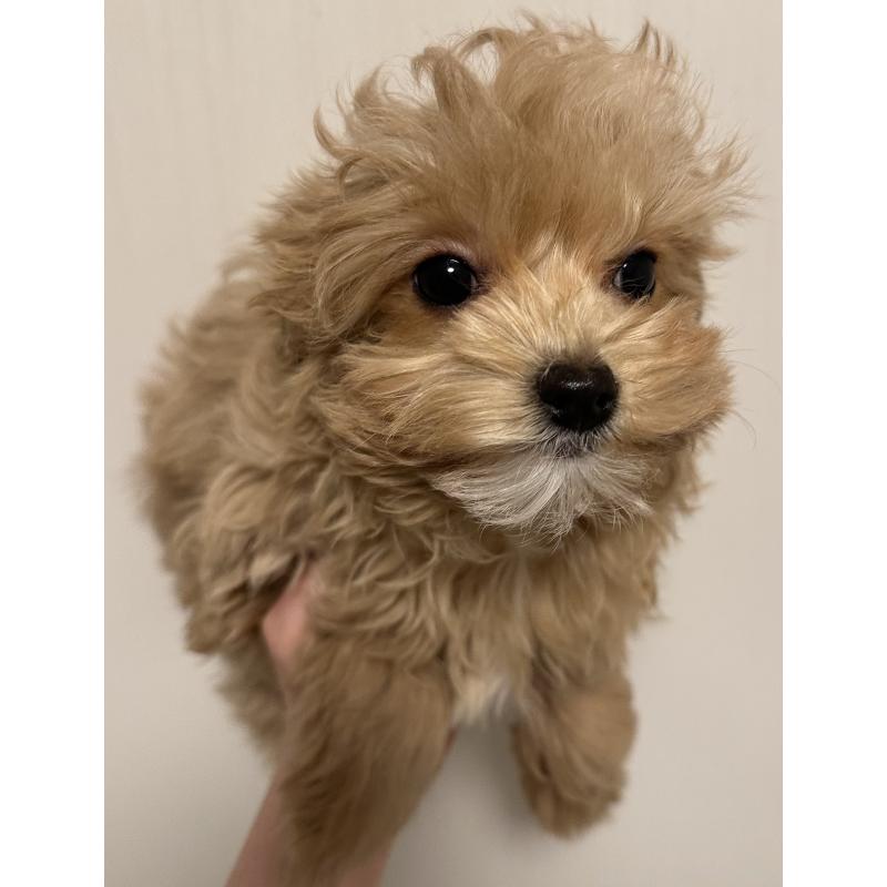 販売中の滋賀県のチワプー:チワワ×トイプードル-439096の2枚目