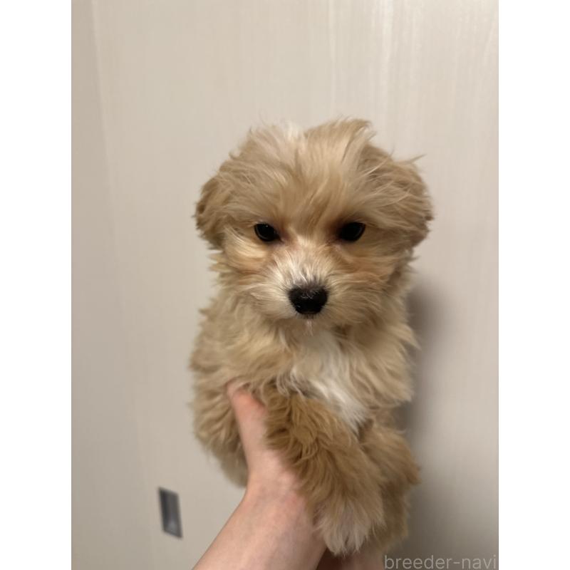 販売中の滋賀県のチワプー:チワワ×トイプードル-439098の2枚目