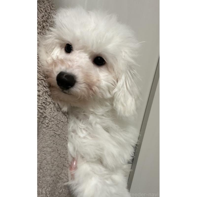 販売中の滋賀県のビションフリーゼ-428034の2枚目