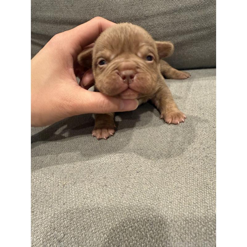 販売中の兵庫県のエキゾチックブリー-447128の5枚目