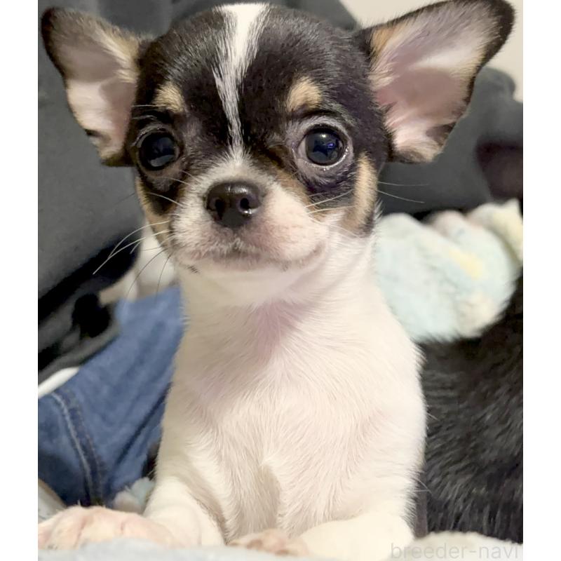 販売中の広島県のチワワ(スムースコート)-442616