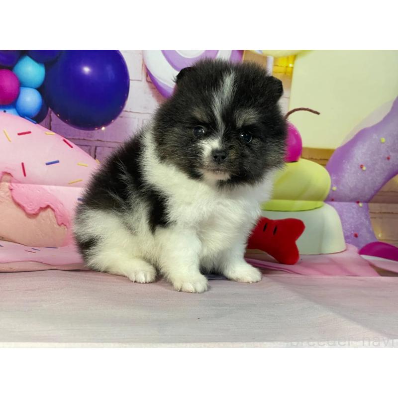 販売中の埼玉県のポメラニアン-447141の6枚目