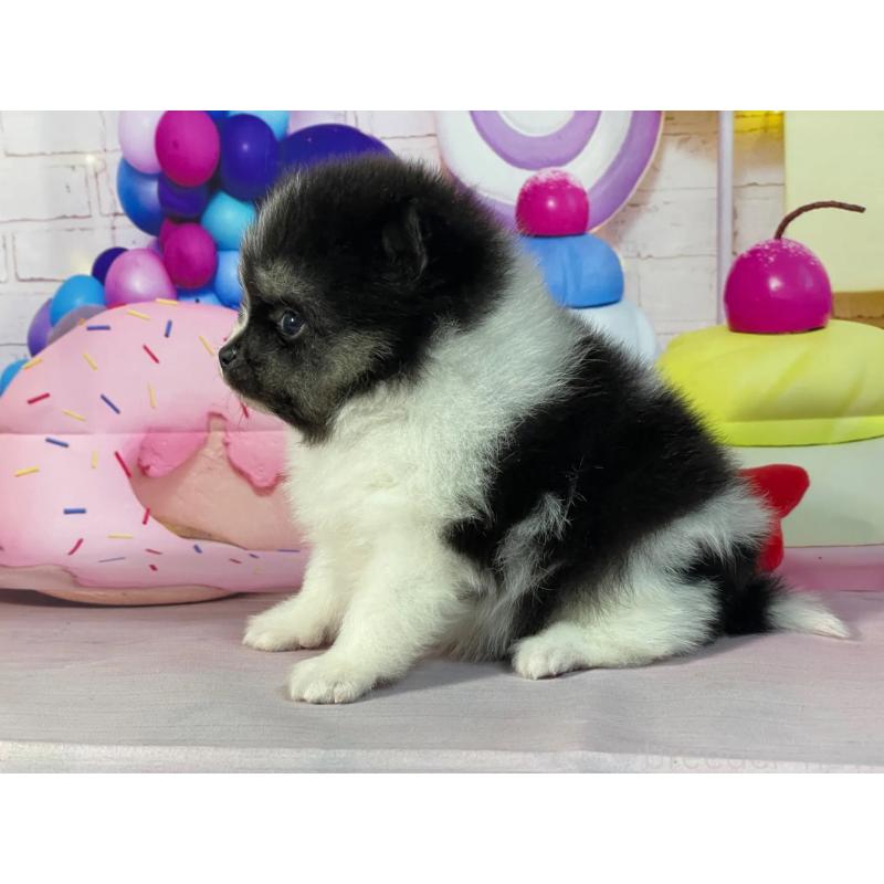 販売中の埼玉県のポメラニアン-447141の5枚目