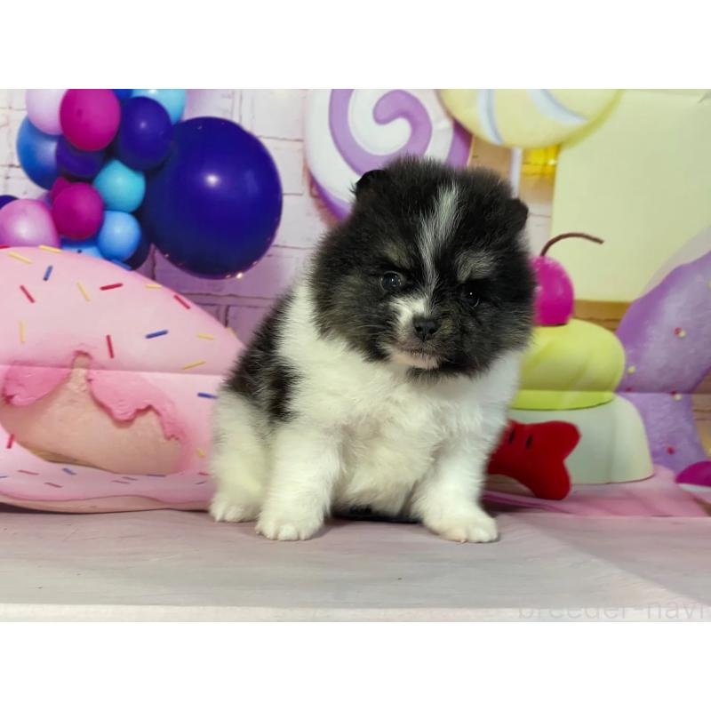 販売中の埼玉県のポメラニアン-447141の3枚目