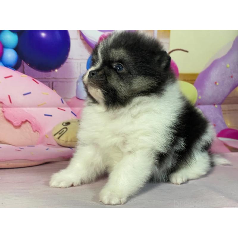 販売中の埼玉県のポメラニアン-447141の2枚目