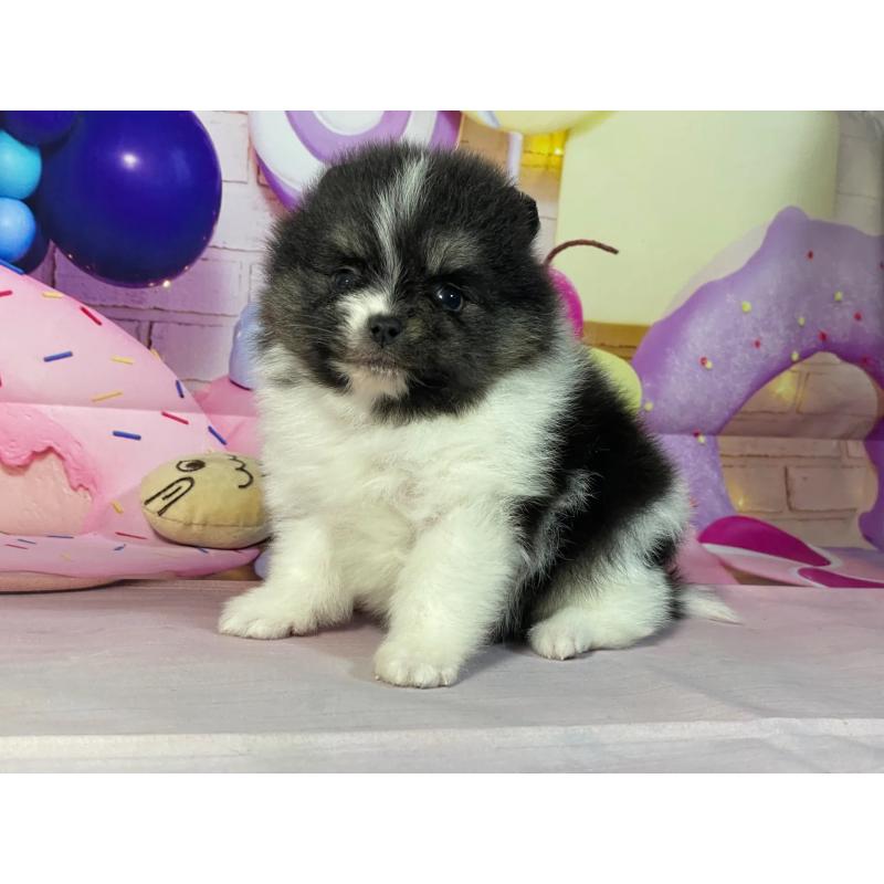 販売中の埼玉県のポメラニアン-447141
