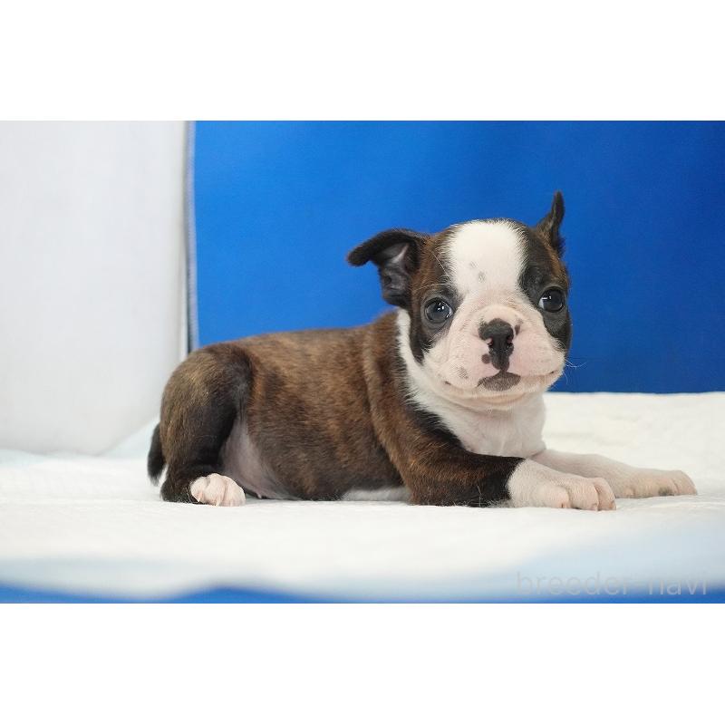 販売中の愛知県のボストンテリア-447144の9枚目