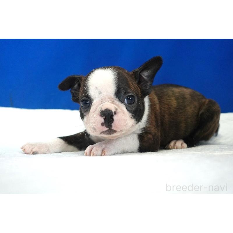 販売中の愛知県のボストンテリア-447144の5枚目