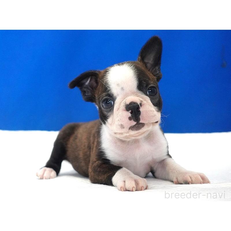 販売中の愛知県のボストンテリア-447144の3枚目