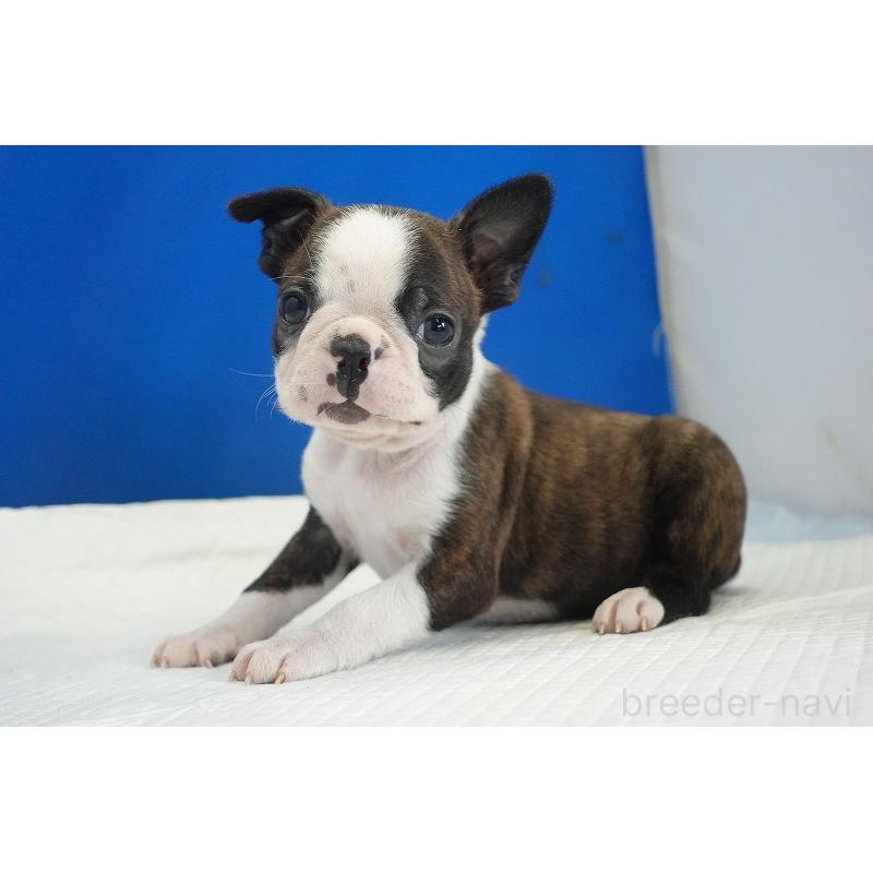 販売中の愛知県のボストンテリア-447144の2枚目