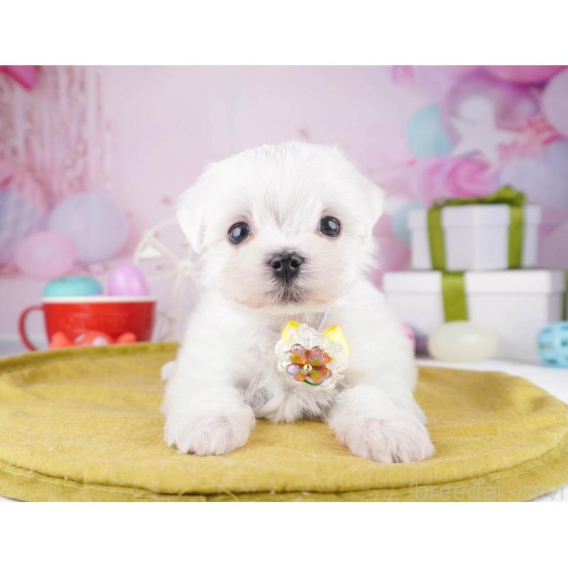 販売中の東京都のマルチーズ-447149