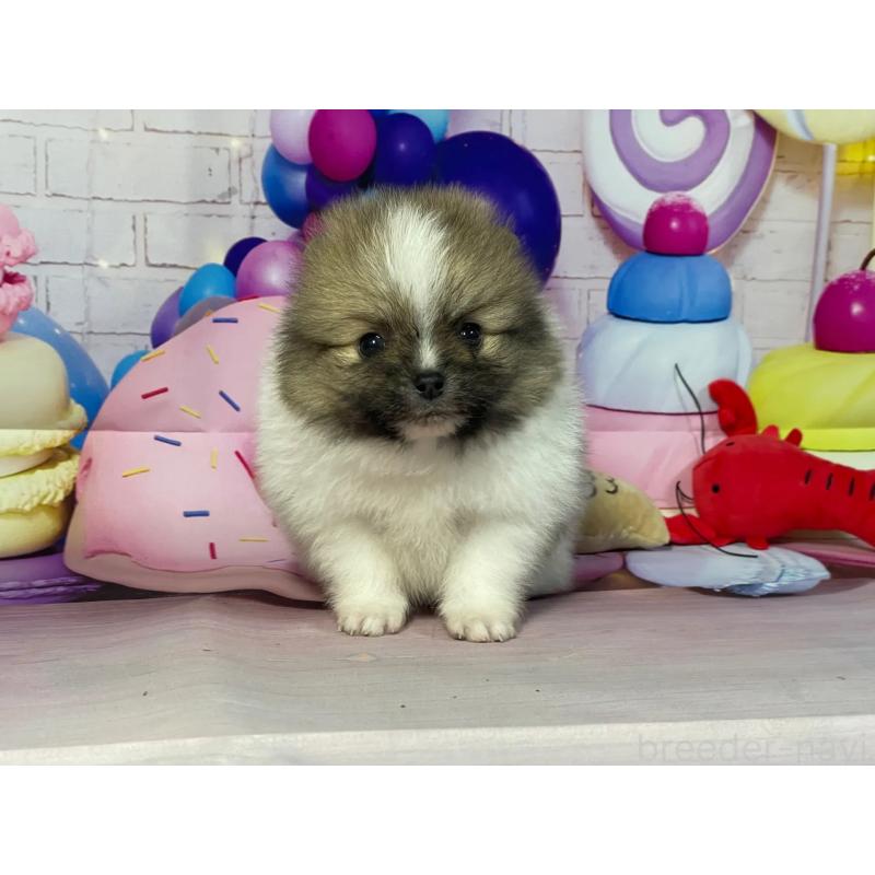 販売中の埼玉県のポメラニアン-447145の6枚目