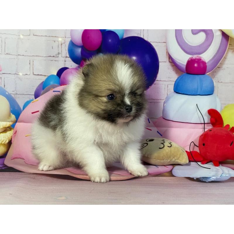 販売中の埼玉県のポメラニアン-447145の5枚目