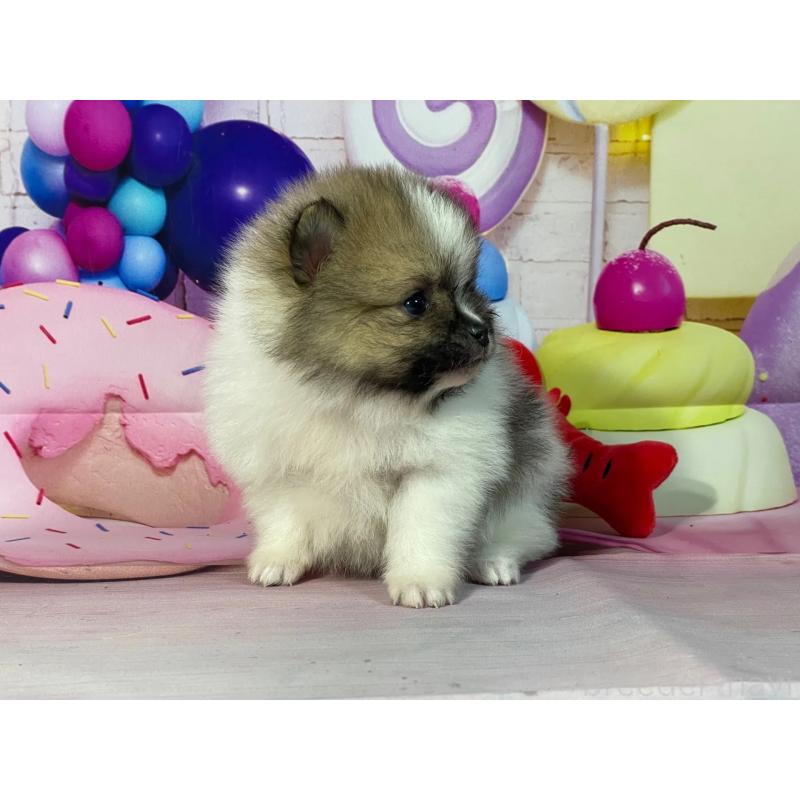 販売中の埼玉県のポメラニアン-447145の4枚目