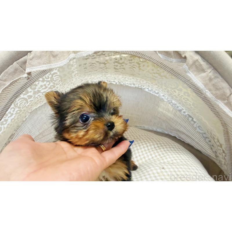 販売中の東京都のヨークシャーテリア-447147の8枚目