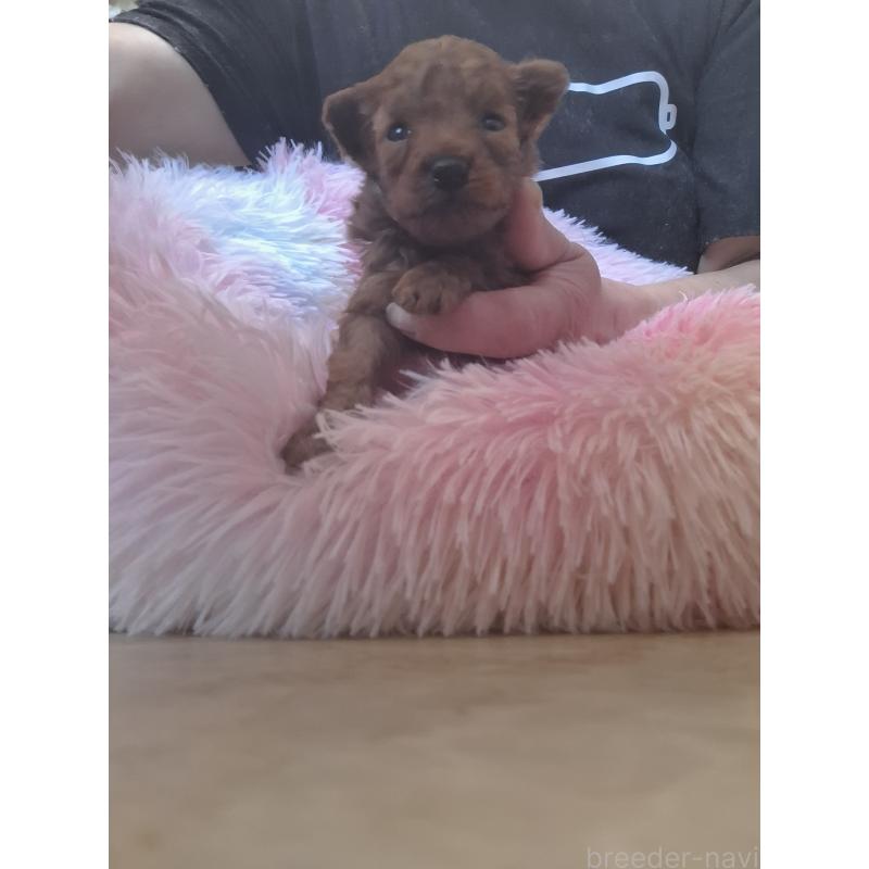 販売中の群馬県のタイニープードル-447148の9枚目