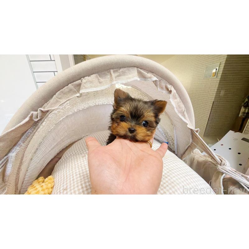 販売中の東京都のヨークシャーテリア-447147の7枚目