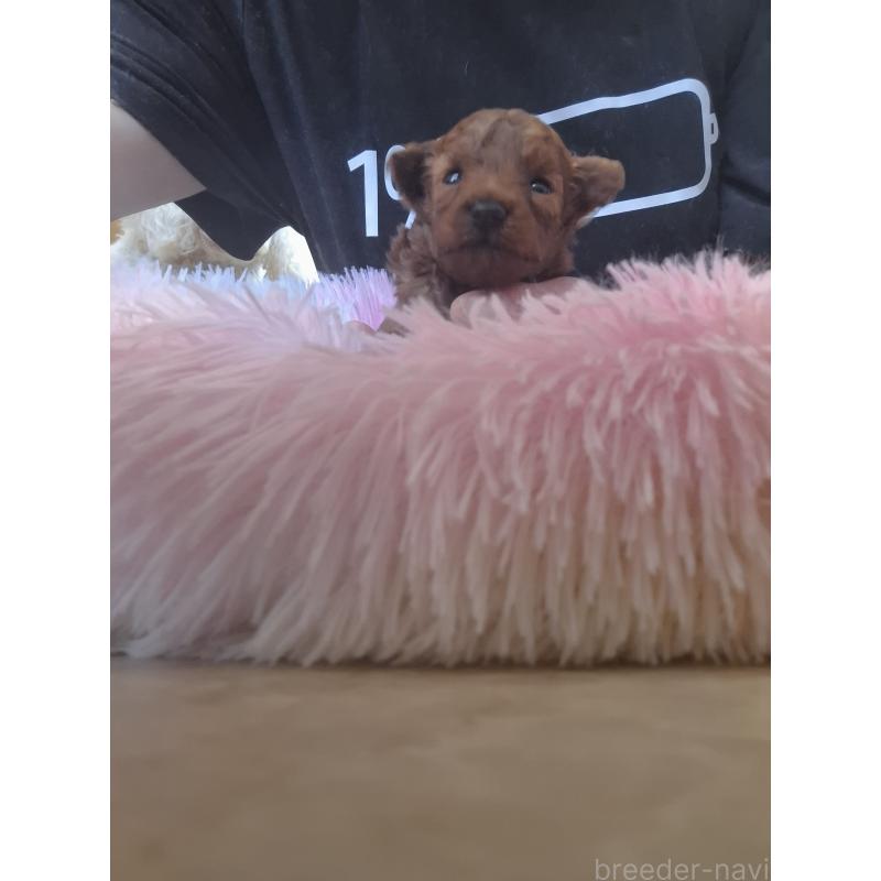 販売中の群馬県のタイニープードル-447148の5枚目