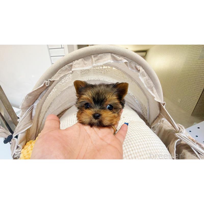 販売中の東京都のヨークシャーテリア-447147の5枚目