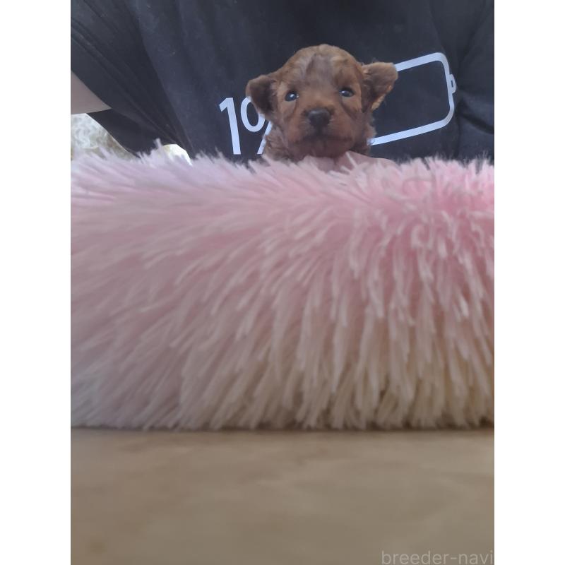 販売中の群馬県のタイニープードル-447148の4枚目