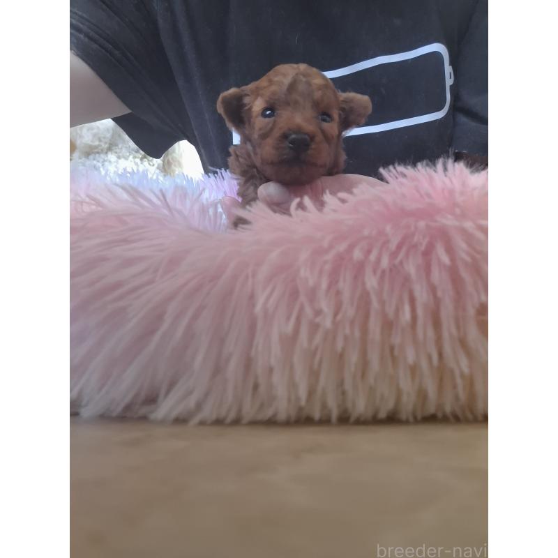 販売中の群馬県のタイニープードル-447148の3枚目