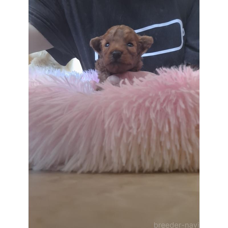 販売中の群馬県のタイニープードル-447148の2枚目