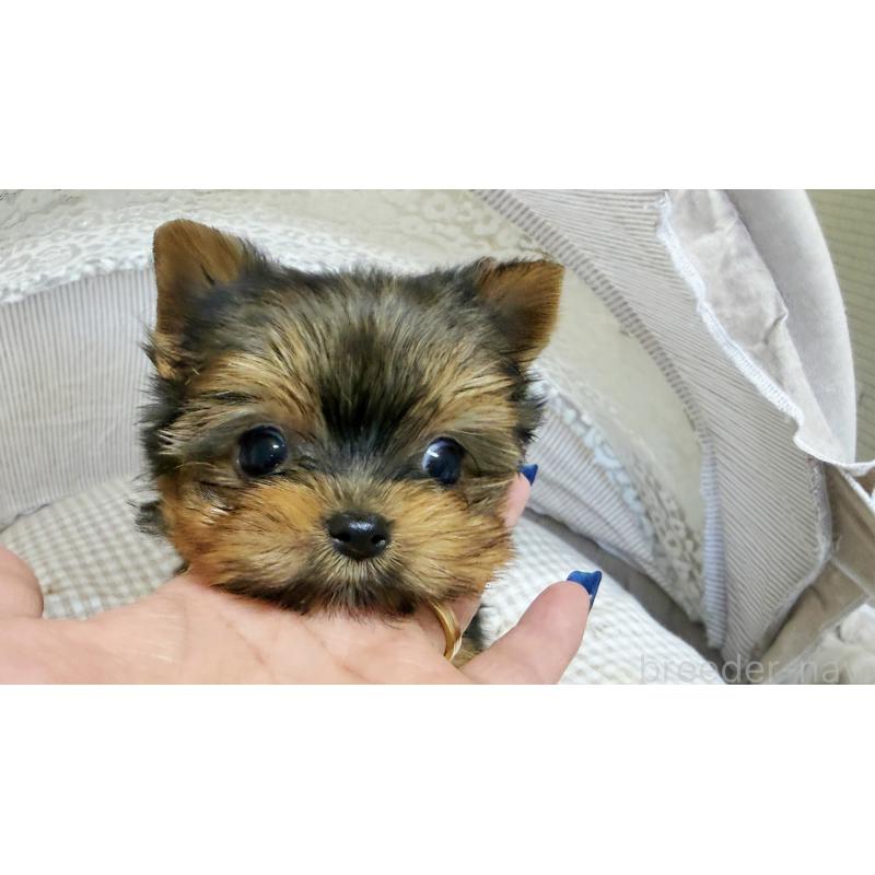 販売中の東京都のヨークシャーテリア-447147の4枚目