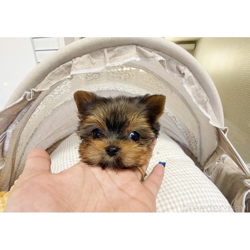 販売中の東京都のヨークシャーテリア-447147の3枚目