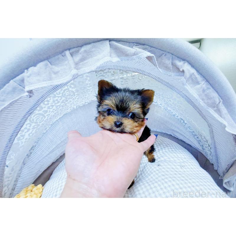 販売中の東京都のヨークシャーテリア-447147の2枚目