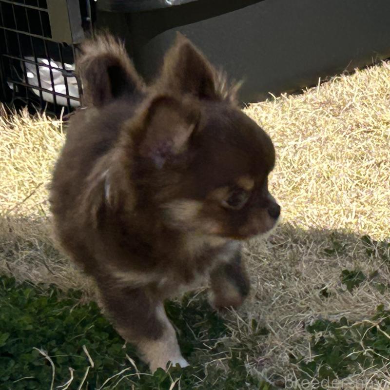 販売中の福岡県のチワワ(ロングコート)-447146の5枚目