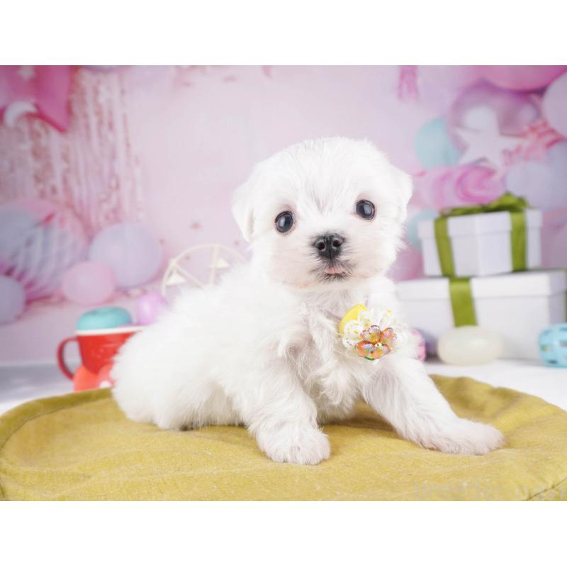 販売中の東京都のマルチーズ-447149の6枚目