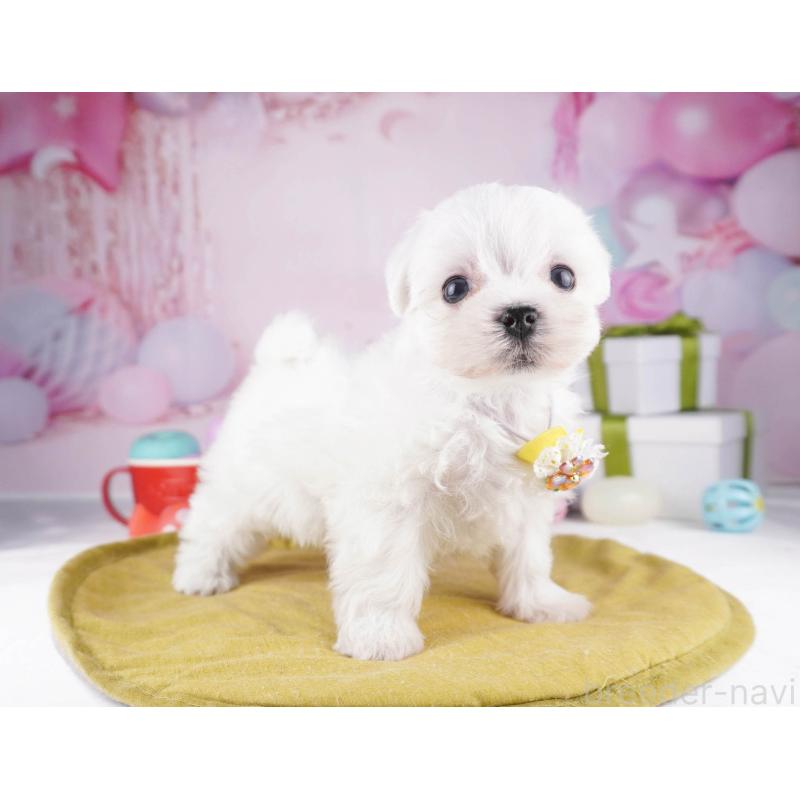 販売中の東京都のマルチーズ-447149の5枚目